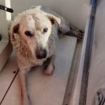 Messina: Molo Norimberga. I Vigili del fuoco salvano un cane
