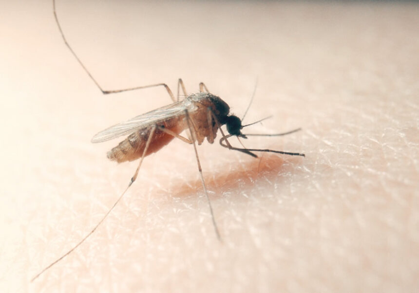 west nile